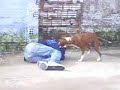 Tigre O CãO