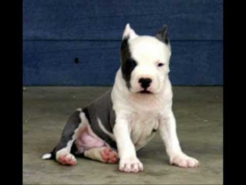 perro pitbull