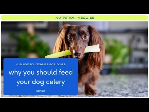 Can Dogs Eat Celery? | Celery for Dogs | Dogs and Celery | Is Celery Good for Dogs?
