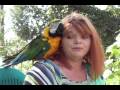 Macaw Betty in Parakeet Cage 17 Years