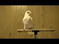 Original video: youtube.com Frostie's fan page: facebook.com is a 22-year-old bare-eyed cockatoo owned by Karla K. Larsson of Magalia, California.
