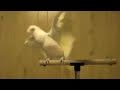 Frostie Dancing To Whip Your Hair