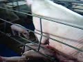 suinocultura brasileira -  flokinho