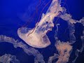 Monterey Bay Aquarium Jellyfish