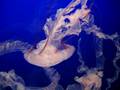 Monterey Bay Aquarium Jellyfish