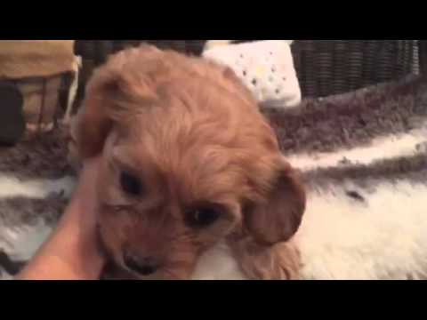 Adorable little cavachon puppy