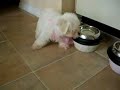 Maltese Sofia 8 weeks