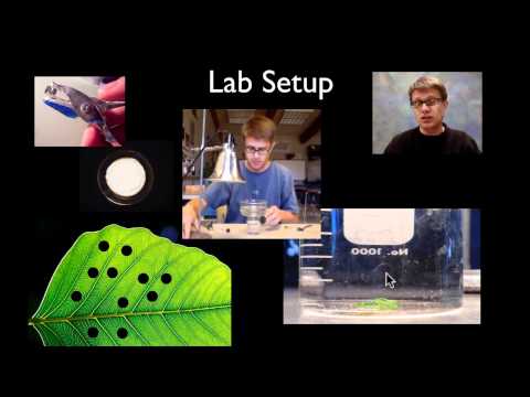 how to measure chlorophyll a and b