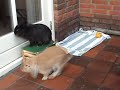 The Goldie and Molly Show