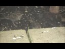 Sparrows being fed by their mother