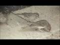 Sparrows being fed by their mother