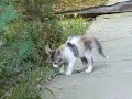 Pisicuta mica tarcata pentru adoptie