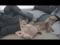 kitties2