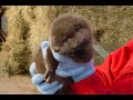 かわいい猫動画