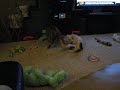 puppy playfight american bulldogs puppy playfight american bulldogs