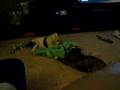 puppy playfight american bulldogs