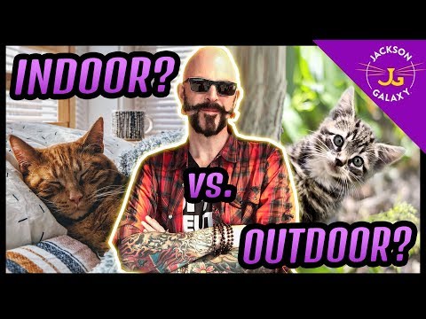 Indoor Cat Vs. Outdoor Cat?