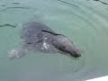 TREADDUR BAY SEAL
