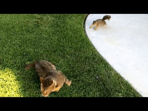 Afinal quem caça quem?