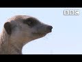 Ernesto, the snake-bitten meerkat's miraculous story - Planet Earth Live - BBC One