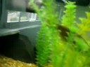 African Knifefish and Friends