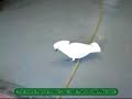 اقوى كلب حراسه للبيع بأعلى سعر dog and parrot