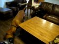 Bloodhound