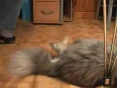 ネコとキツネと犬Youtube(ゆーちゅーぶ)・Dailymotion動画