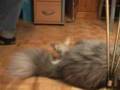 Gizzmo and his Cat and Dog friends