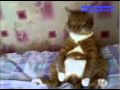 Click to View : Нарезка приколов с животными