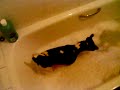 Holly the jack russell terrier digs her bath