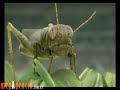 Propaganda de Directv HD, Langostas