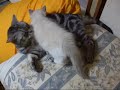 ???????????The first cat grooming ???????????The first cat grooming
