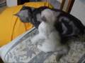 The-first-cat-groomi