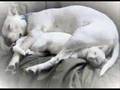 To: Abused and BSL