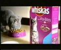 mouse bungee jumping mouse bungee jumping