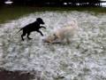 Tommy, Pastore Svizzero Bianco...& Pepe Labrador... Tommy, Pastore Svizzero Bianco...& Pepe Labrador...