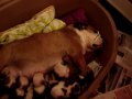 o resonar de uma mamãe bulldog ingles