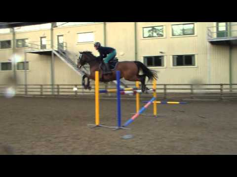 how to fit draw reins