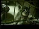 Animals, Tested and Free Animals, Tested and Free