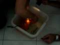 videos de operazione red  parrott parte 3