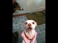 Vocal stylings of Stella the Chihuahua