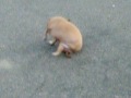 20 pound chihuahua trying to get a flea! RIP YUM YUM!