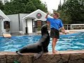 Dancing Sea Lion