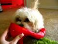 videos de Ladies lieben High-Heels