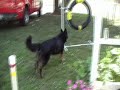 Gracie Agility Training Gracie Agility Training