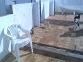 chihuahua  perro atacado por una paloma
