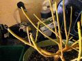 how to LST or bonsai train cannabis (weed).