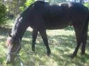nanouk mon poney
