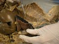 Cat Dissection Cat Dissection